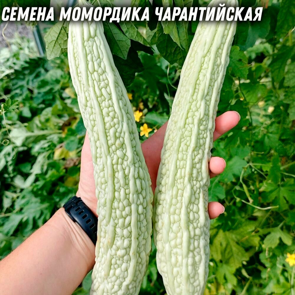 Момордика чарантийская крупная сладкая семена 5 шт.