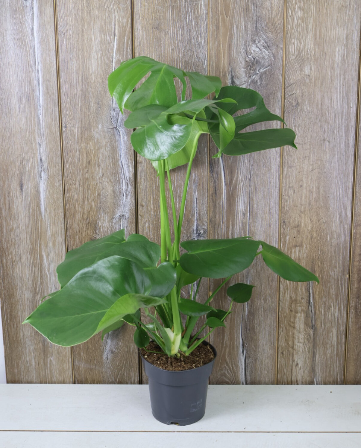 Монстера Делициоза 21/75