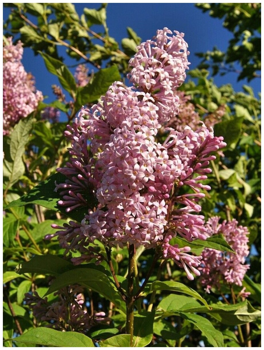 Семена Сирень венгерская (Syringa josikaea) 25 штук