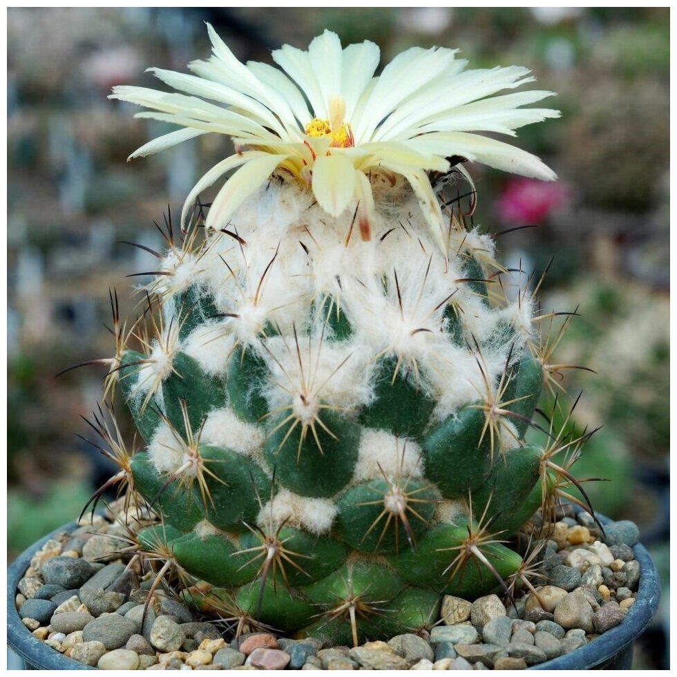 Семена Орешка Суккулент Кактус Coryphantha calipensis SB-1390 10 шт.