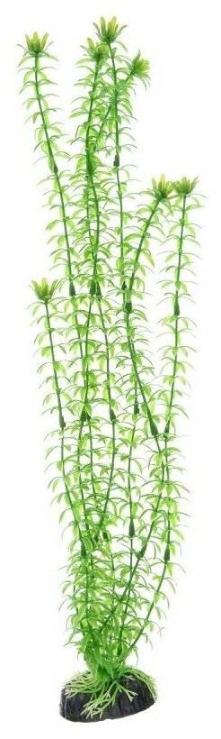 Искусственное растение BARBUS Элодея 10 см зеленый - фотография № 2