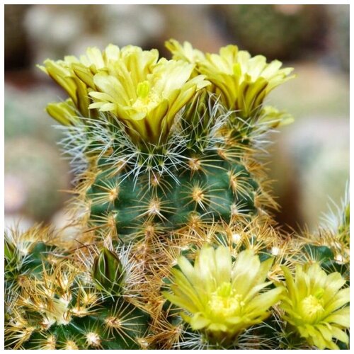 Семена Орешка Суккулент Кактус Echinocereus corelii SB-743 10 шт.