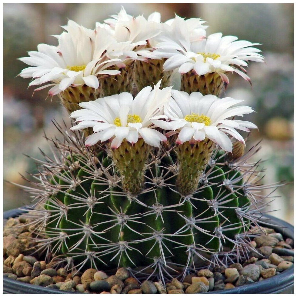 Семена Орешка Суккулент Кактус Acanthocalycium klimpelianum P-91 10 шт.