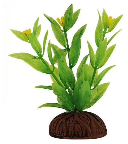 Растение LAGUNA "Альтернантера" зеленая цветущая, 80мм - фотография № 2