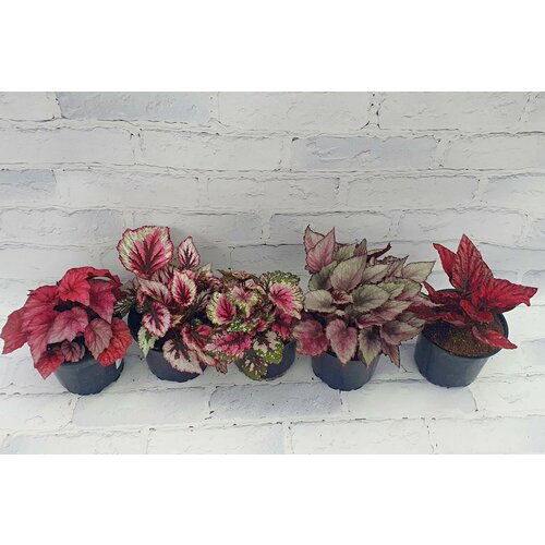 Бегония рекс в цветочном горшке 12 см