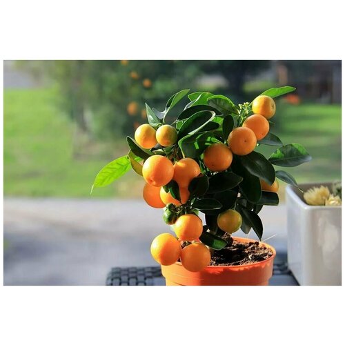 Каламондин (Цитрофортунелла) 40 см