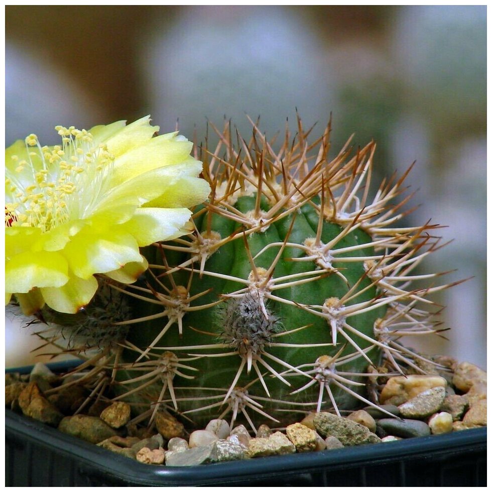 Семена Орешка Суккулент Кактус Acanthocalycium thionanthum v. brevispinum P-42 10 шт.