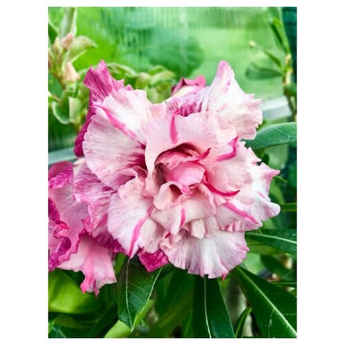 Адениум Simone, суккулент цветущий для дома, живое растение в горшке, 7 см