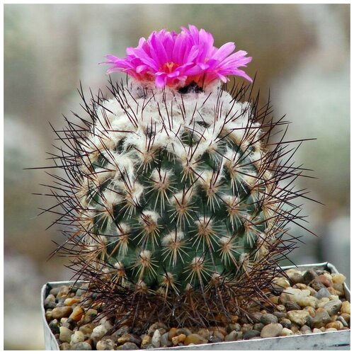 Семена Орешка Суккулент Кактус Gymnocactus viereckii L-1159 10 шт.