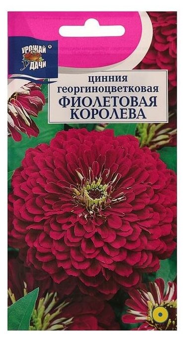 Семена цветов Цинния "Урожай удачи" георгиноцветковая "Фиолетовая королева", однолетник, 0,3 г