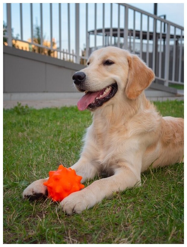 Игрушка для собак Japan Premium Pet мячик-недавашка с функцией чистки зубов для крупных пород.