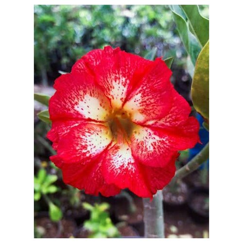 Адениум Wonder Mist, суккулент цветущий для дома, живое растение в горшке, 7 см