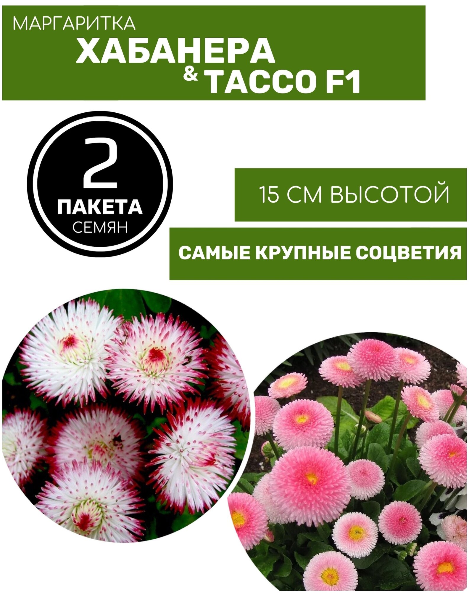 Цветы Маргаритка Тассо F1 (20шт семян) и Маргаритка Хабанера (15шт семян) 2 пакета