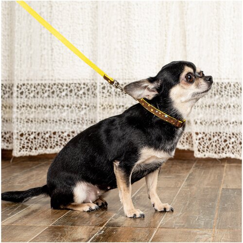 Ошейник для собак Japan Premium Pet гибридный в стиле милитари в звёздах, размер 2S