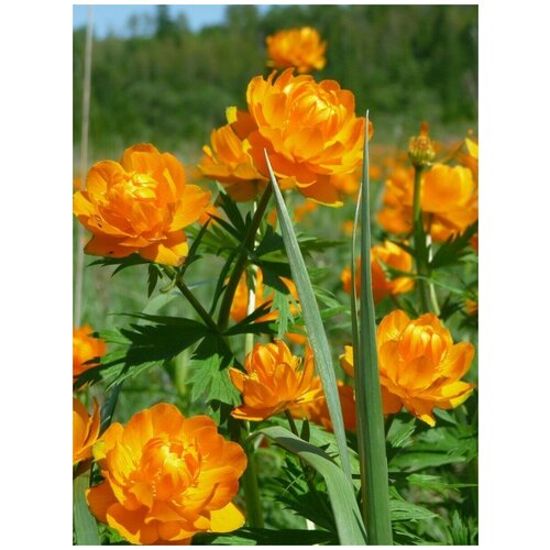 Семена Купальница азиатская (Trollius asiaticus), 30 штук семена цветы купальница золотая роза