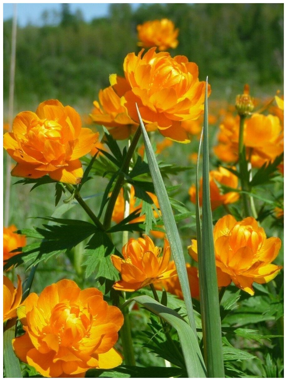 Семена Купальница азиатская (Trollius asiaticus) 30 штук