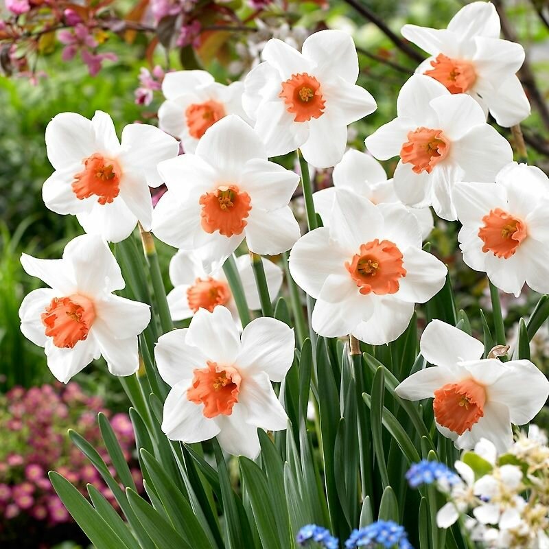 Нарцисс Кул Флейм 10 шт