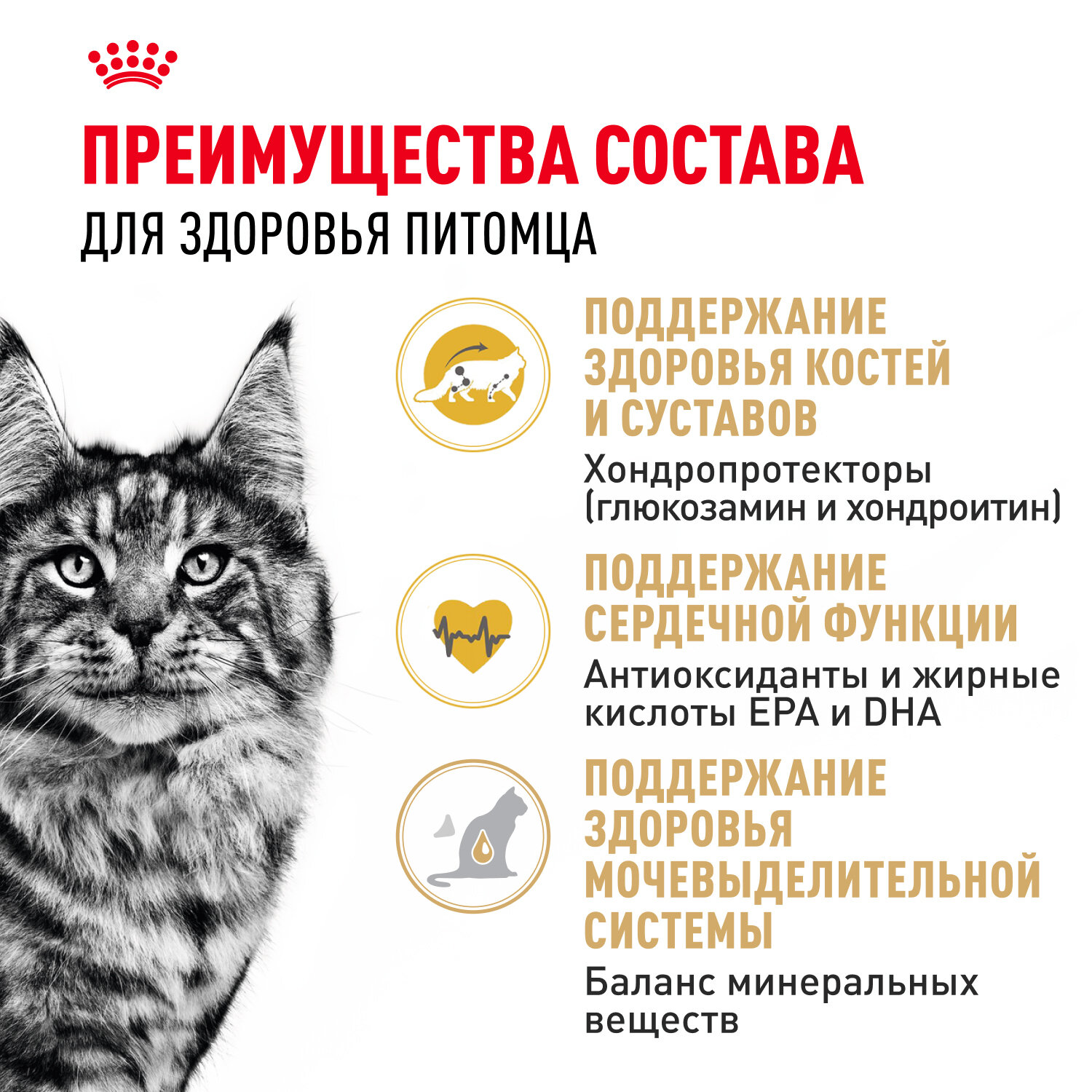 Изображение Сухой корм для кошек Royal Canin Adult для породы мейн кун, 0,4 кг