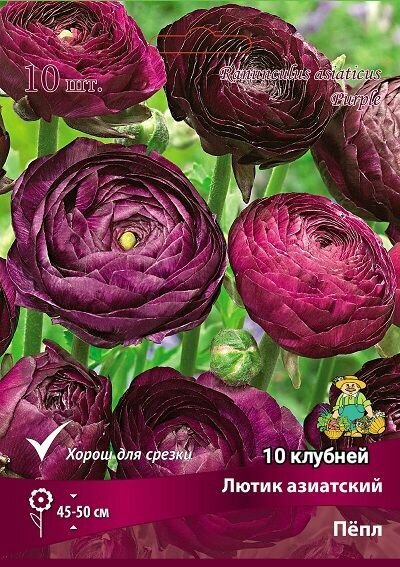 Лютик азиатский Пёпл, 7/8К, ранункулюс садовый, 10 клубней, поиск Агрохолдинг