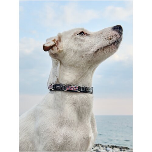 Ошейник для собак Japan Premium Pet из полированной натуральной кожи, размер М, черный
