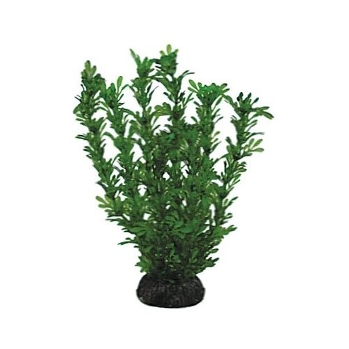 Laguna растение Лигодиум, 200 мм, зеленый
