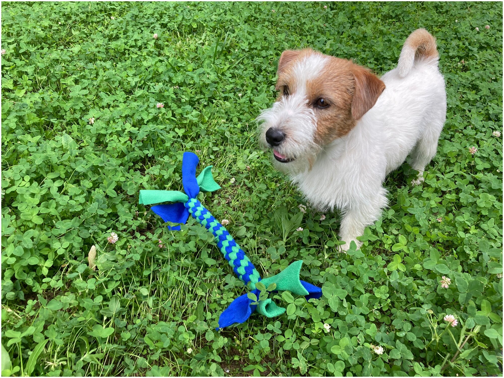 Антивандальная игрушка для собак грейфер Грызка. Цвет: зеленый/синий. - фотография № 5