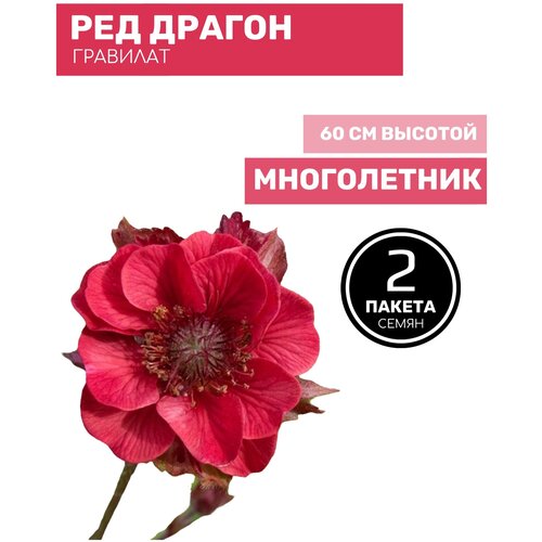 Цветы Гравилат Ред Драгон махровый 2 пакета по 15шт семян