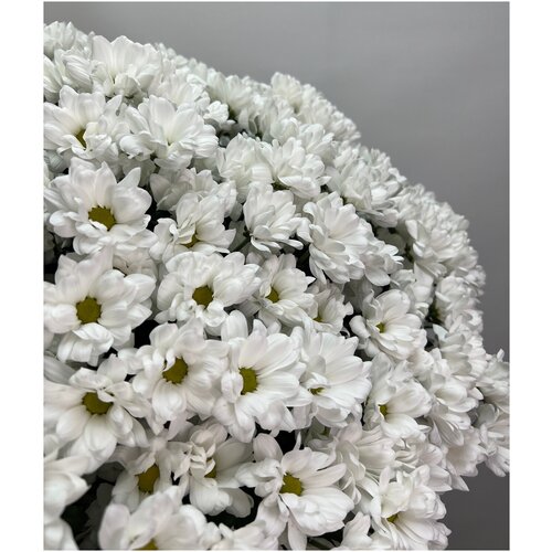Букет Хризантема кустовая Бакарди белая 60 см 7 шт