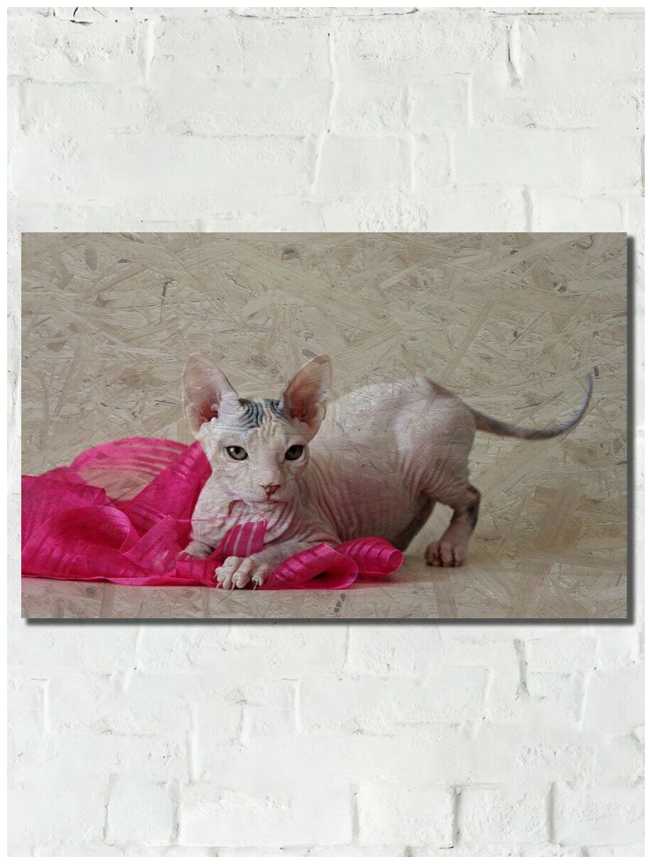 Картина интерьерная на рельефной доске Животные (кот, котик, сфинкс) - 651