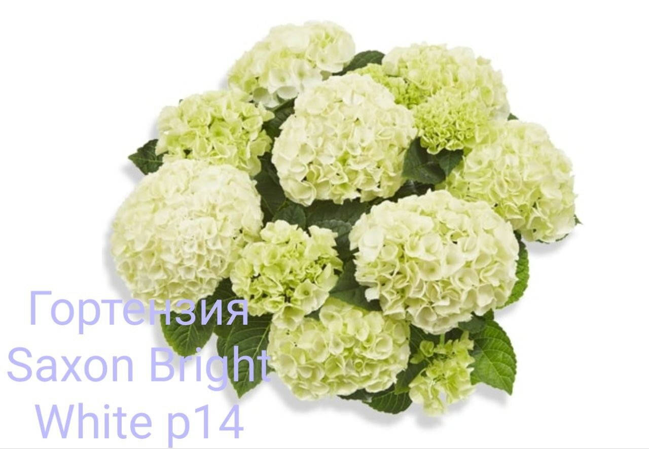 Saxon Bright White крупнолистная гортензия ( горшок р14 8 + веток )