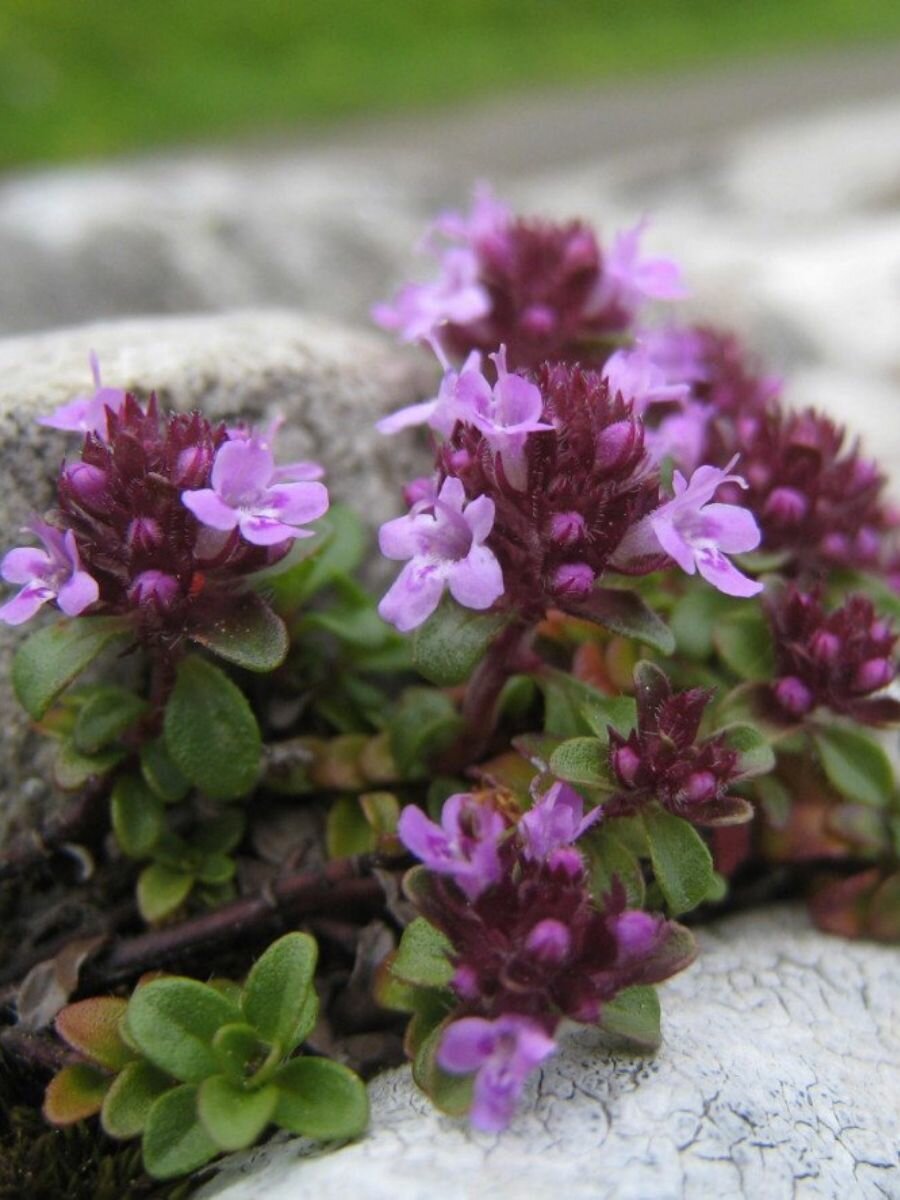 Семена Тимьян ползучий Чабрец (Thymus serpyllum), 40 штук