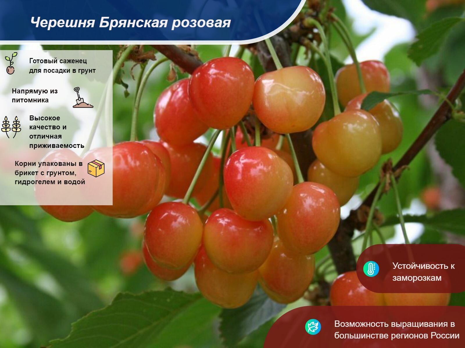Черешня Брянская розовая