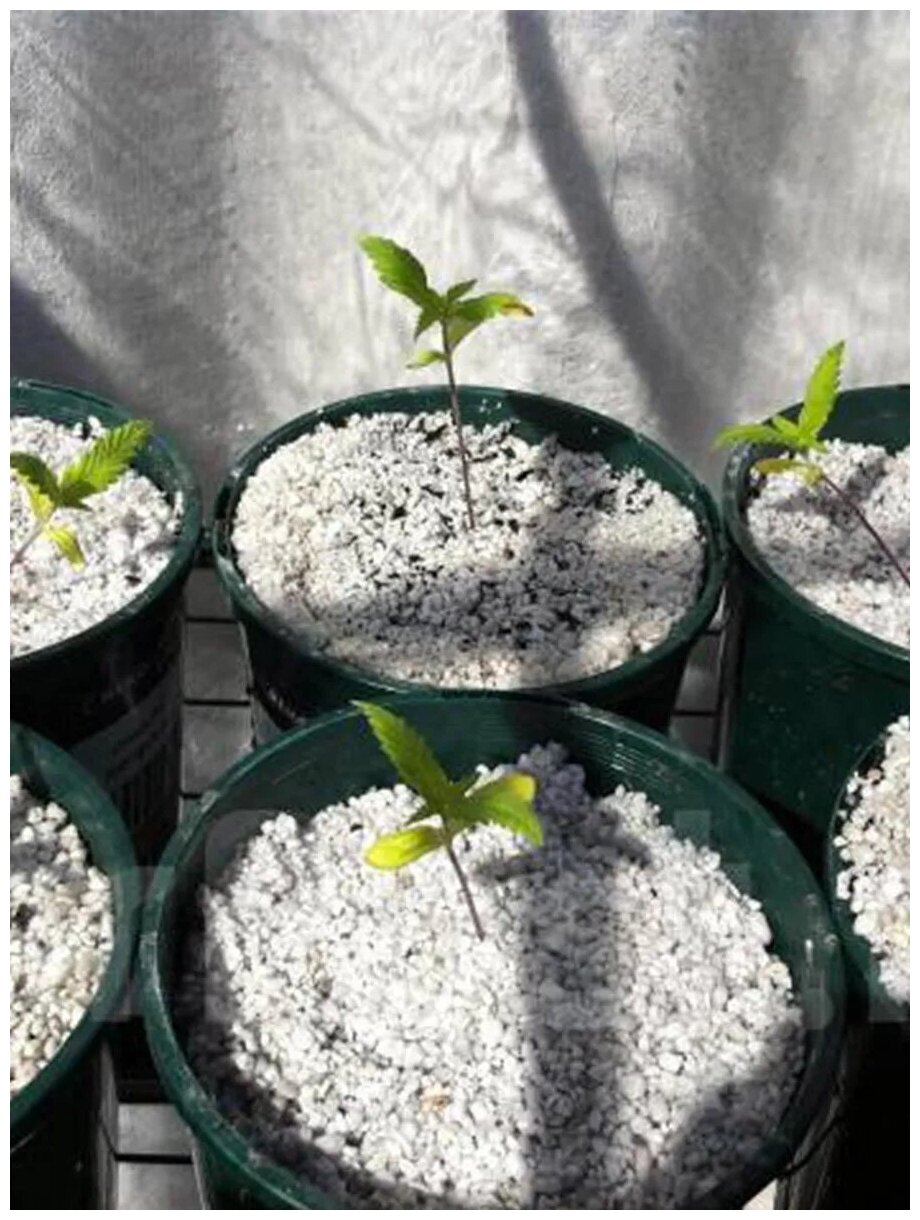 Агроперлит для растений, 1 л, Зелёный метр - фотография № 3