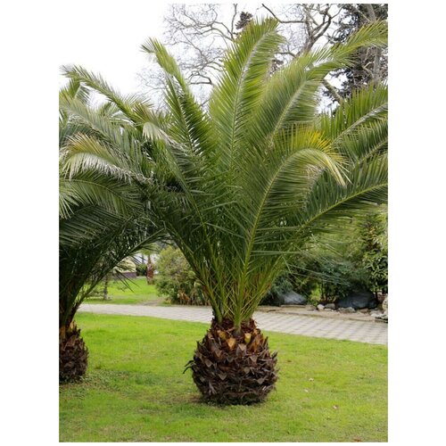 Семена Пальма Финик канарский (Phoenix canariensis), 5 штук