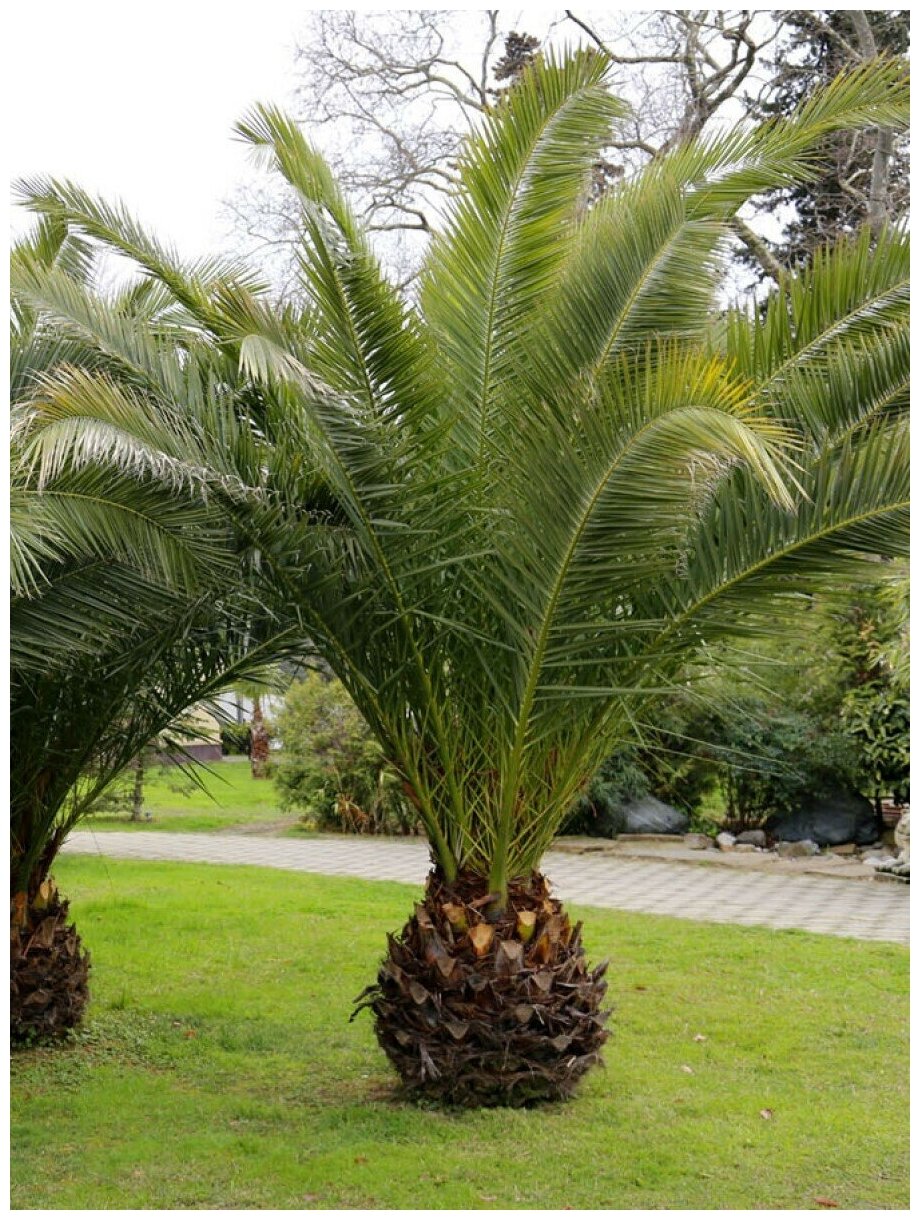 Семена Пальма Финик канарский (Phoenix canariensis), 5 штук