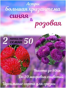 Цветы Астра Большая хризантема синяя и Большая хризантема розовая 2 пакета по 50шт семян