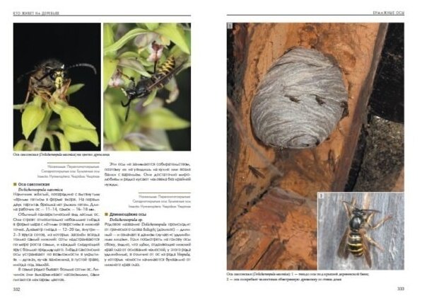 Лесные насекомые (Кирцидели Евгений Юрьевич) - фото №11