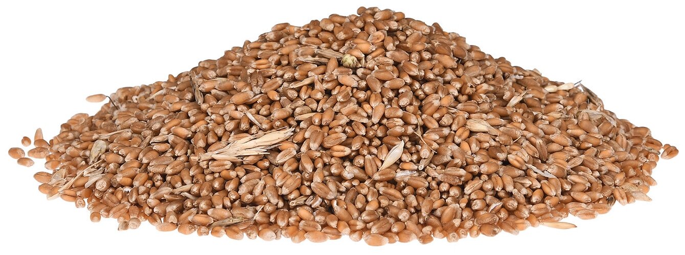 Пшеница, зерно для проращивания 1,0 кг. - фотография № 3