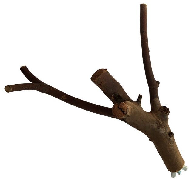 Жердочка для попугая, натуральное дерево эвкалипт, Сложной формы, 25 см - фотография № 2