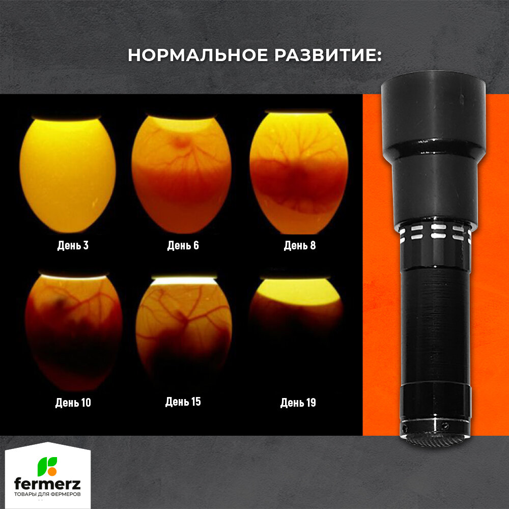 Овоскоп светодиодный для просветки куриных яиц. Фонарик для просветки оплодотворённых яиц для инкубации — фото 1