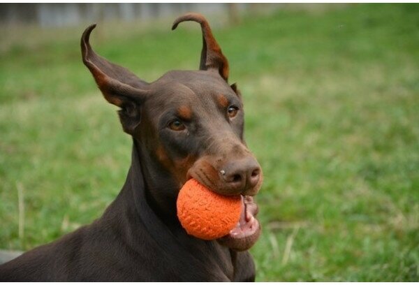 Мяч Каскад средний Doglike, цвет: оранжевый - фото №8