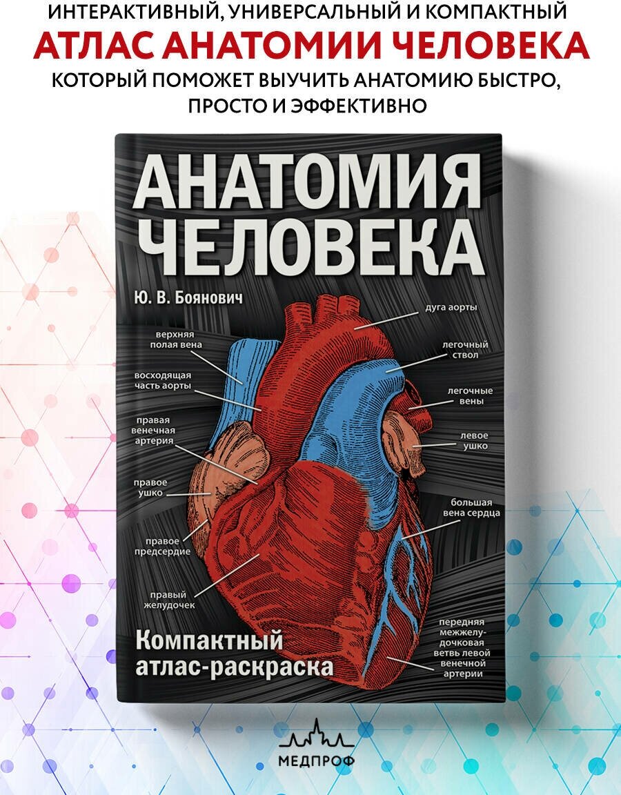 Анатомия человека компактный атлас раскраска Книга Боянович Юрий 12+