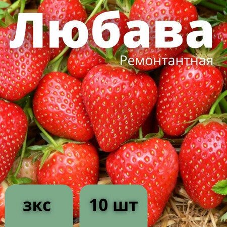 Клубника ремонтантная Любава 10 штук саженцев