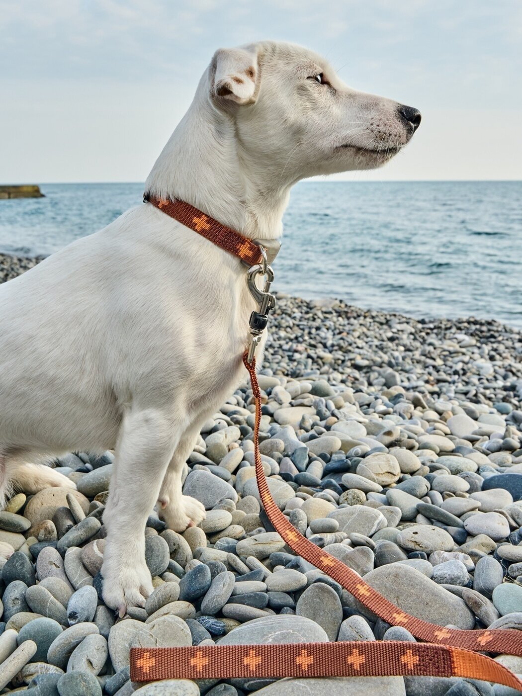 Ошейник для собак Japan Premium Pet из прочного нейлона с силиконовой защитой, цвет коричневый, размер S.