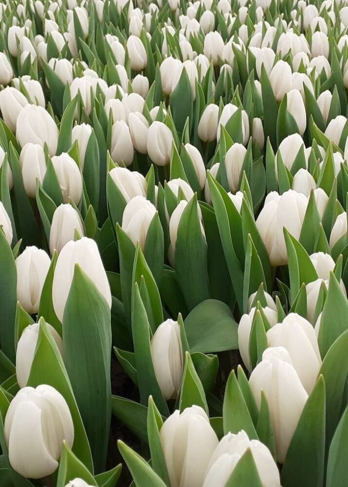 Луковицы тюльпана White Flag (3шт.) - фотография № 3
