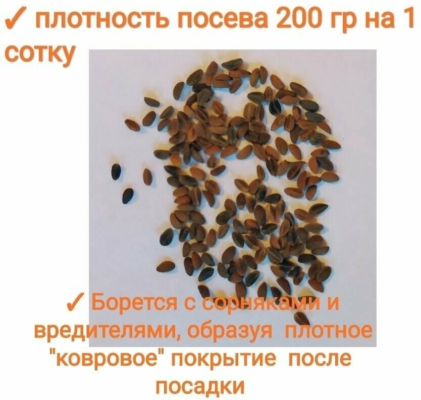 Садовые Газоны Фацелия Пижмолистная 200гр, семена, медонос, сидерат, отборные семена с пасеки, 100%всхожесть, premium1