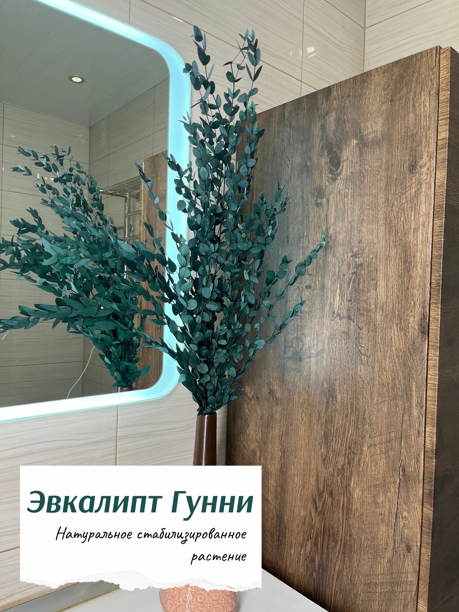 Эвкалипт стабилизированный Гунни , 70-75 см