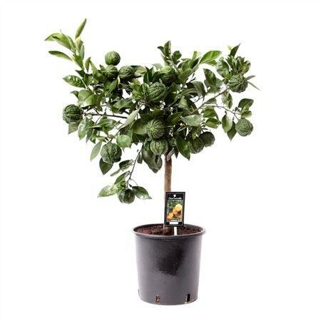 Каналикулата - Citrus Canaliculata D19 H60