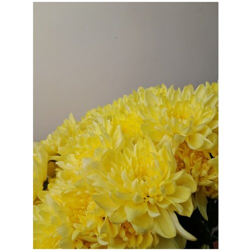 Букет Хризантема кустовая желтая, 60 см Q9