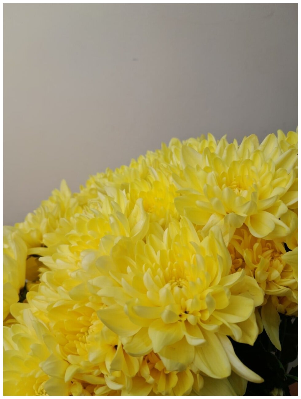 Букет Хризантема кустовая желтая, 60 см Q9